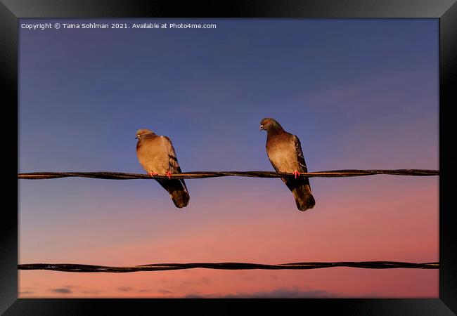 Sunset Pigeons Framed Print by Taina Sohlman