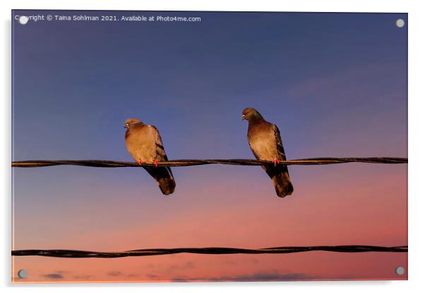 Sunset Pigeons Acrylic by Taina Sohlman