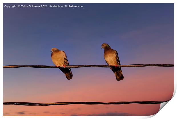 Sunset Pigeons Print by Taina Sohlman