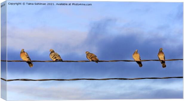 Five Domestic Pigeons on a Wire Canvas Print by Taina Sohlman