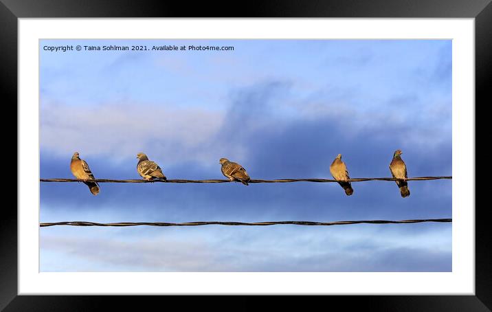 Five Domestic Pigeons on a Wire Framed Mounted Print by Taina Sohlman