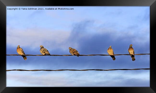 Five Domestic Pigeons on a Wire Framed Print by Taina Sohlman