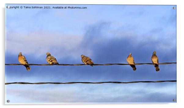 Five Domestic Pigeons on a Wire Acrylic by Taina Sohlman