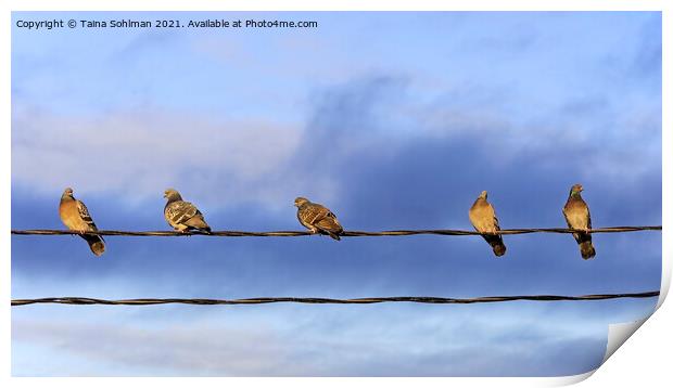 Five Domestic Pigeons on a Wire Print by Taina Sohlman
