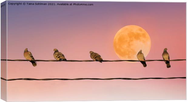 Pigeons with Full Moon Canvas Print by Taina Sohlman