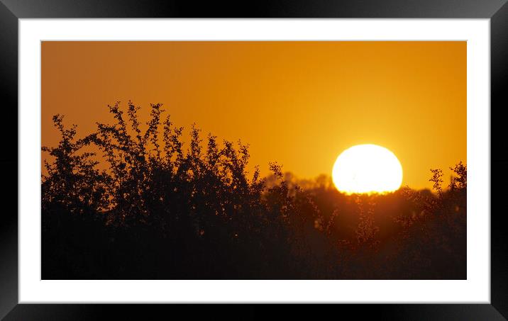Golden Sunset through trees Framed Mounted Print by mark humpage