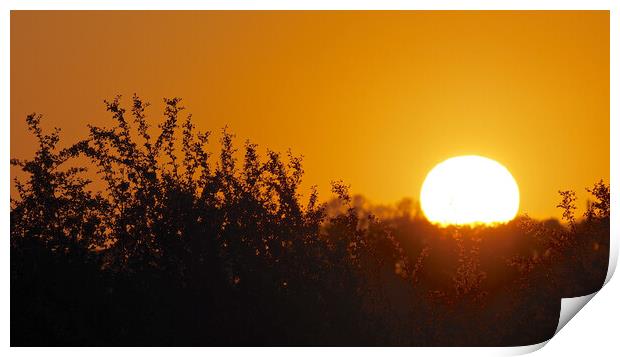 Golden Sunset through trees Print by mark humpage