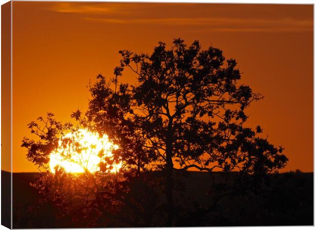 Orange sky sunset through tree Canvas Print by mark humpage