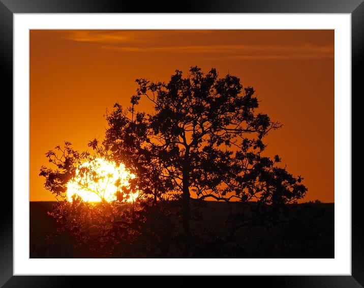 Orange sky sunset through tree Framed Mounted Print by mark humpage