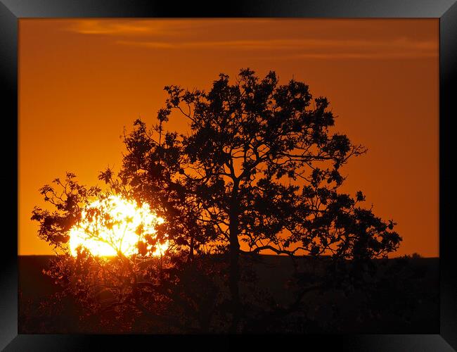 Orange sky sunset through tree Framed Print by mark humpage