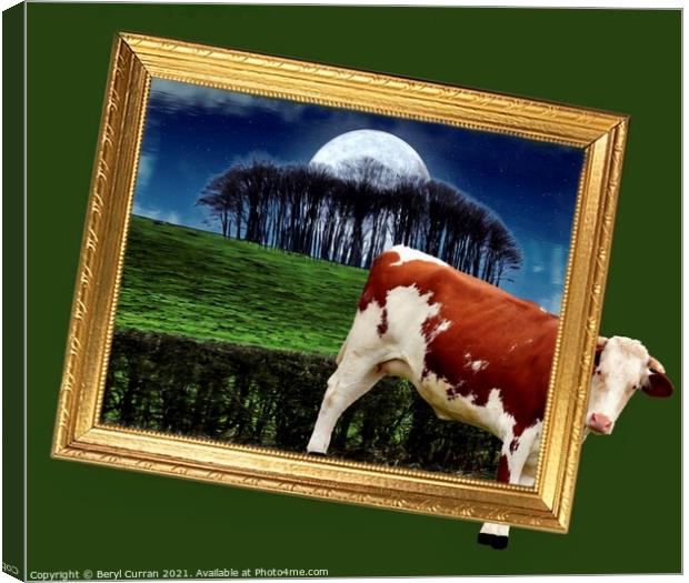 Escaping Cow Returns Home Canvas Print by Beryl Curran