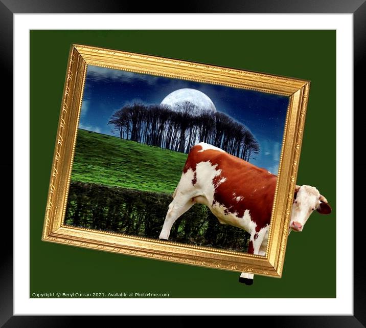 Escaping Cow Returns Home Framed Mounted Print by Beryl Curran