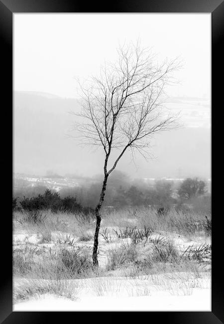 Winter Tree Framed Print by Heidi Stewart