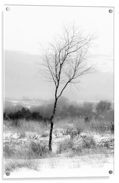 Winter Tree Acrylic by Heidi Stewart