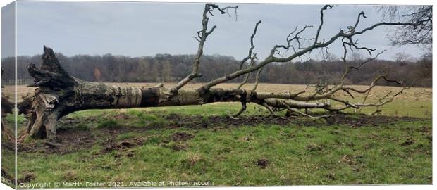 Fallen birch in derbyshire Canvas Print by Martin Foster