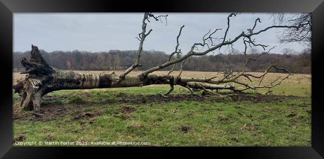 Fallen birch in derbyshire Framed Print by Martin Foster