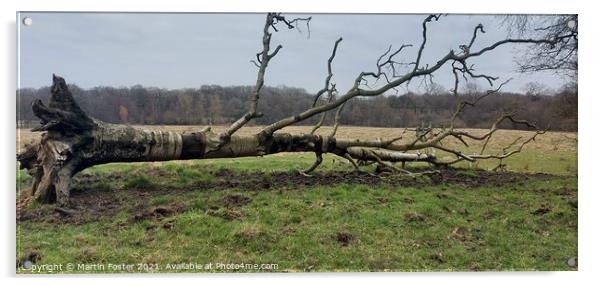 Fallen birch in derbyshire Acrylic by Martin Foster
