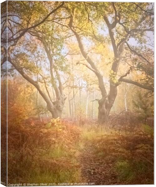 Misty Woodland Canvas Print by Stephen Oliver