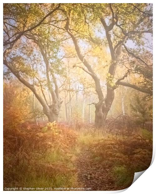 Misty Woodland Print by Stephen Oliver