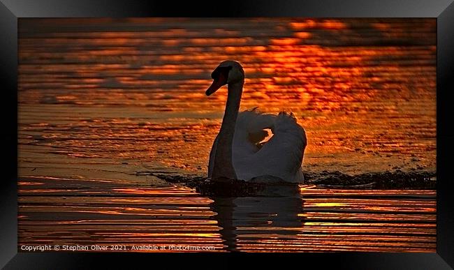 Abstract Swan Framed Print by Stephen Oliver