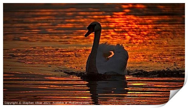 Abstract Swan Print by Stephen Oliver