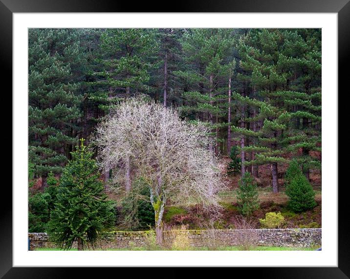 White tree in the forest Framed Mounted Print by Roy Hinchliffe