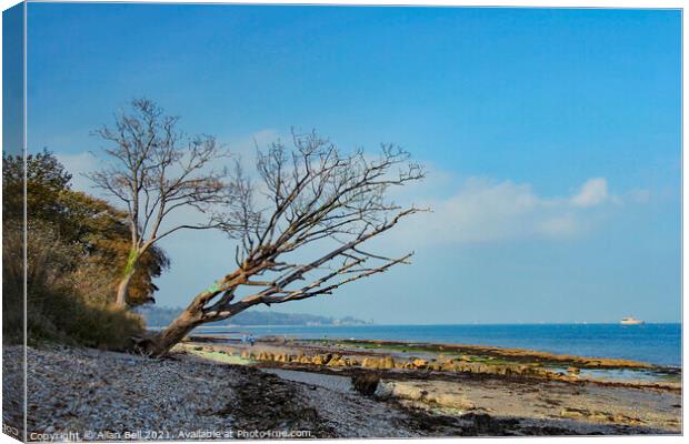Leaning Trees Bembridge Coast Canvas Print by Allan Bell