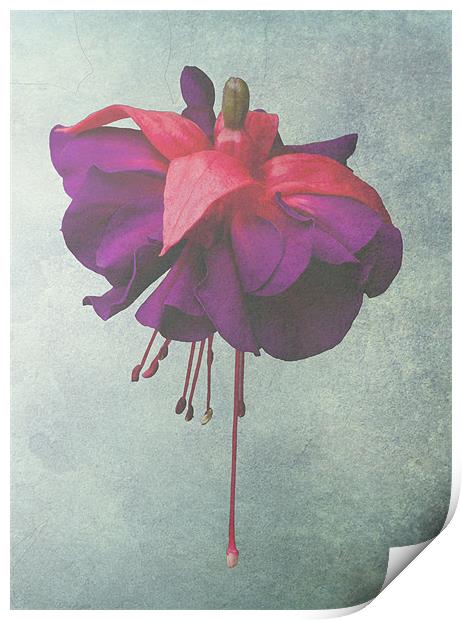 Faded Fuchsia Print by Dawn O'Connor