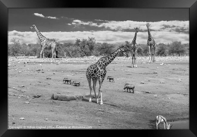 Giraffes near a water hole in Etosha National Park, Namibia Framed Print by Milton Cogheil