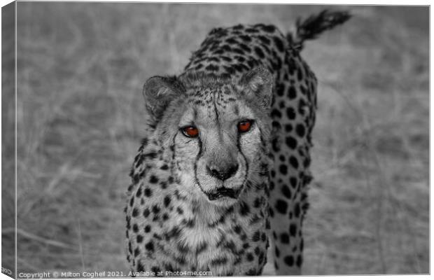 Portrait of a cheetah in Namibia - Colour pop Canvas Print by Milton Cogheil