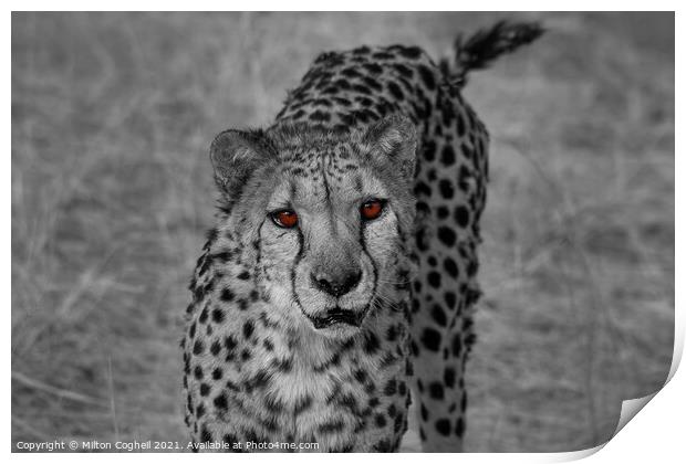 Portrait of a cheetah in Namibia - Colour pop Print by Milton Cogheil