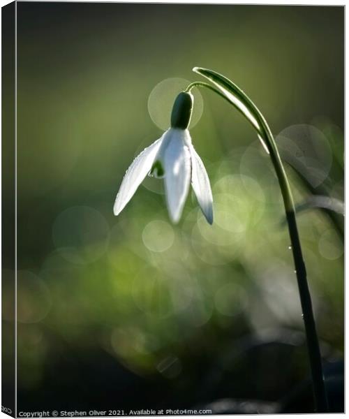 Solo Snowdrop Canvas Print by Stephen Oliver