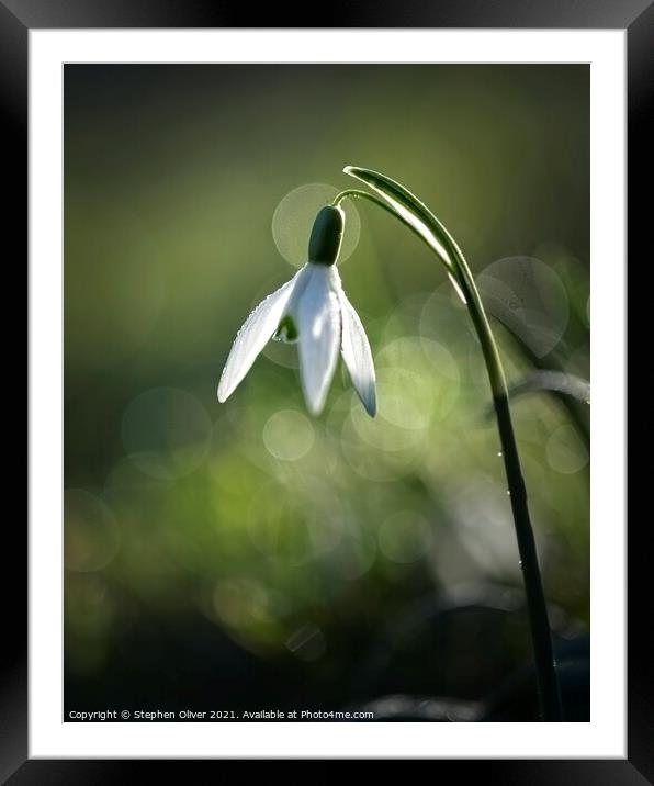Solo Snowdrop Framed Mounted Print by Stephen Oliver