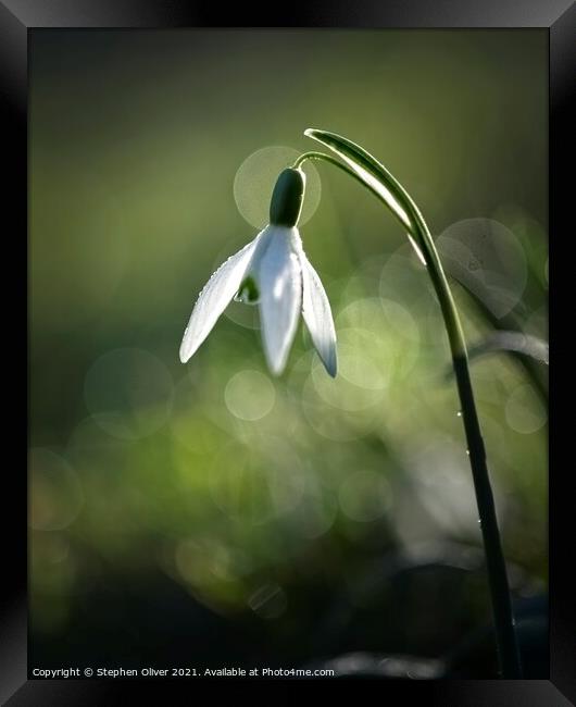 Solo Snowdrop Framed Print by Stephen Oliver