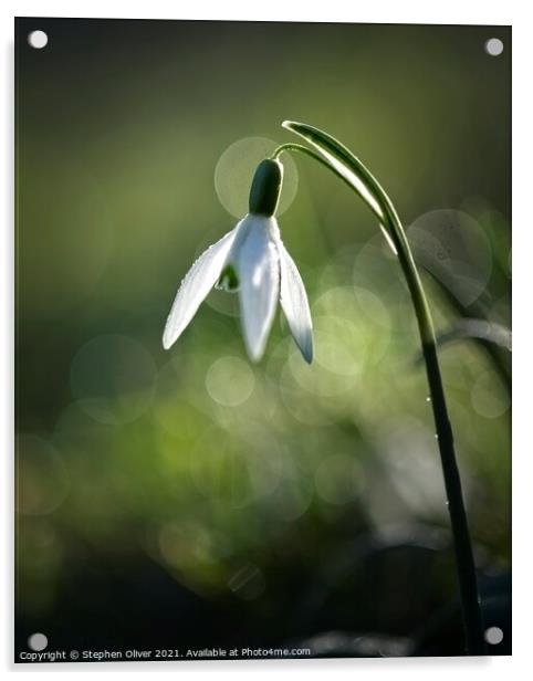 Solo Snowdrop Acrylic by Stephen Oliver