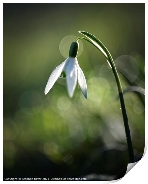 Solo Snowdrop Print by Stephen Oliver