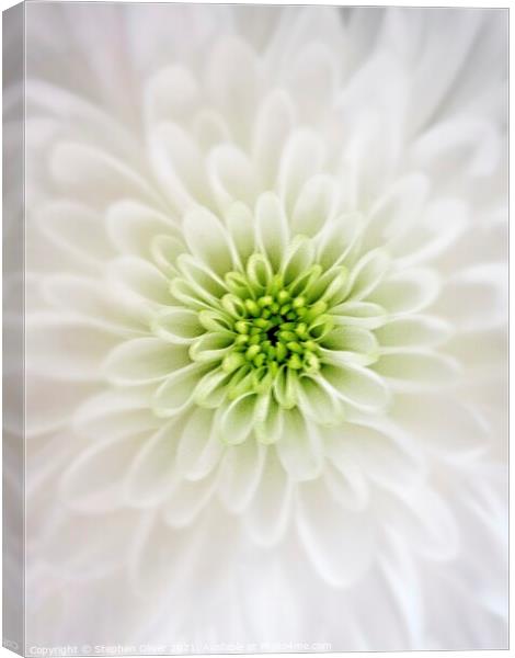 White Petals Canvas Print by Stephen Oliver