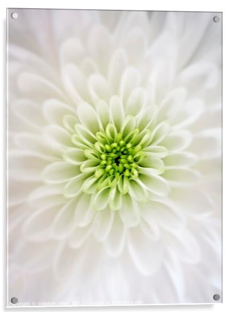 White Petals Acrylic by Stephen Oliver