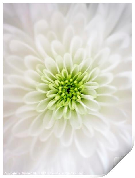 White Petals Print by Stephen Oliver