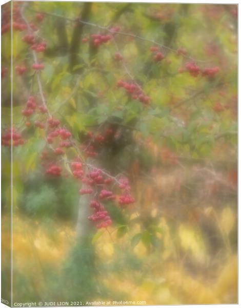 A tree in autumn with red berries Canvas Print by JUDI LION