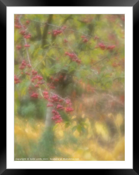 A tree in autumn with red berries Framed Mounted Print by JUDI LION