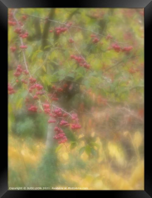 A tree in autumn with red berries Framed Print by JUDI LION