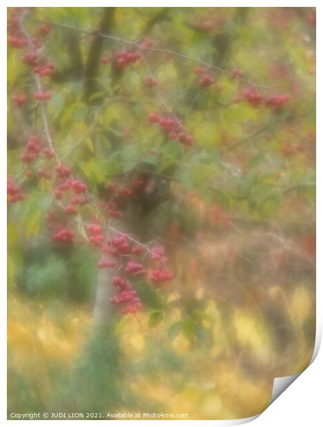 A tree in autumn with red berries Print by JUDI LION