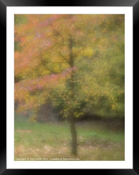 A single tree in autumn with red and yellow leaves Framed Mounted Print by JUDI LION