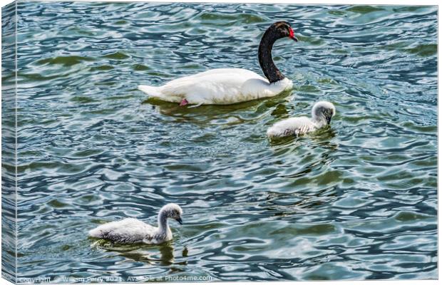 Black-necked Swans Babies Punta Natales Chile Canvas Print by William Perry