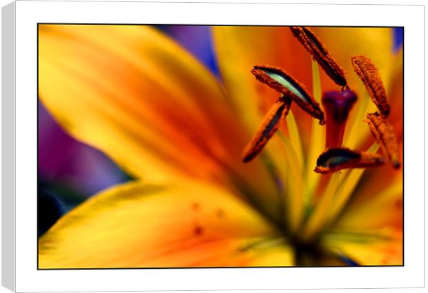 lilly Canvas Print by Kraig Phillips