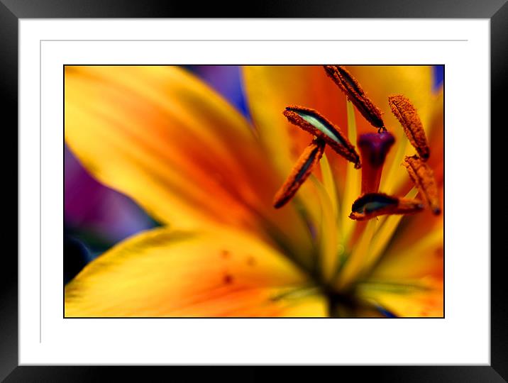 lilly Framed Mounted Print by Kraig Phillips
