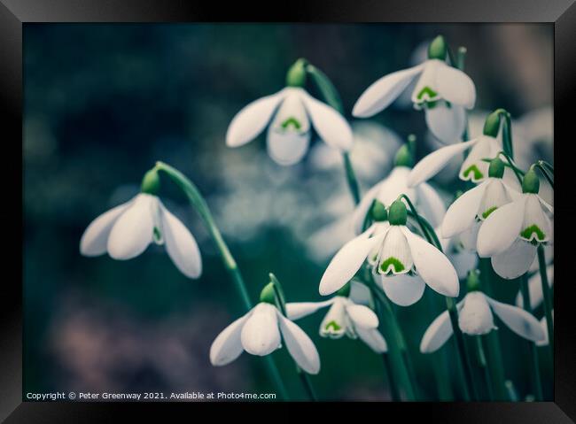 Early English Spring Snowdrops In Cottisford Churc Framed Print by Peter Greenway
