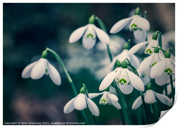 Early English Spring Snowdrops In Cottisford Churc Print by Peter Greenway