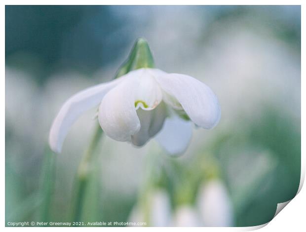 Early English Spring Snowdrops In Cottisford Churc Print by Peter Greenway